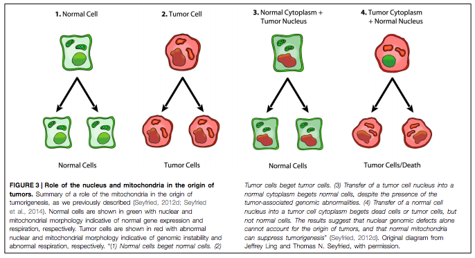 Cancer as a Metabolic Disease